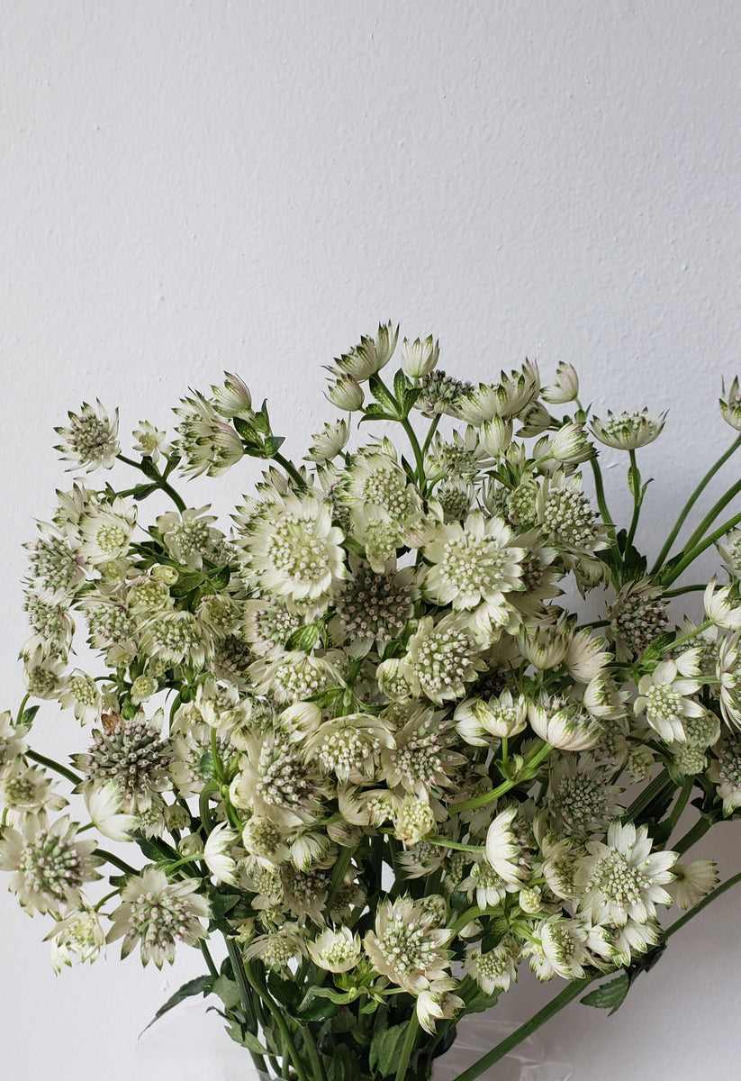 Fancy Fern Garland