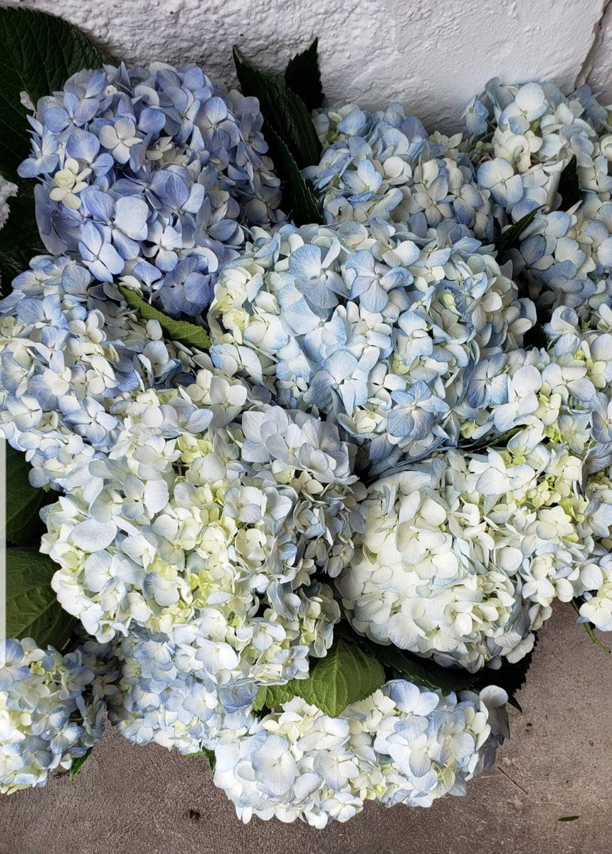 Hydrangea Bulk Import Flowers Nashville