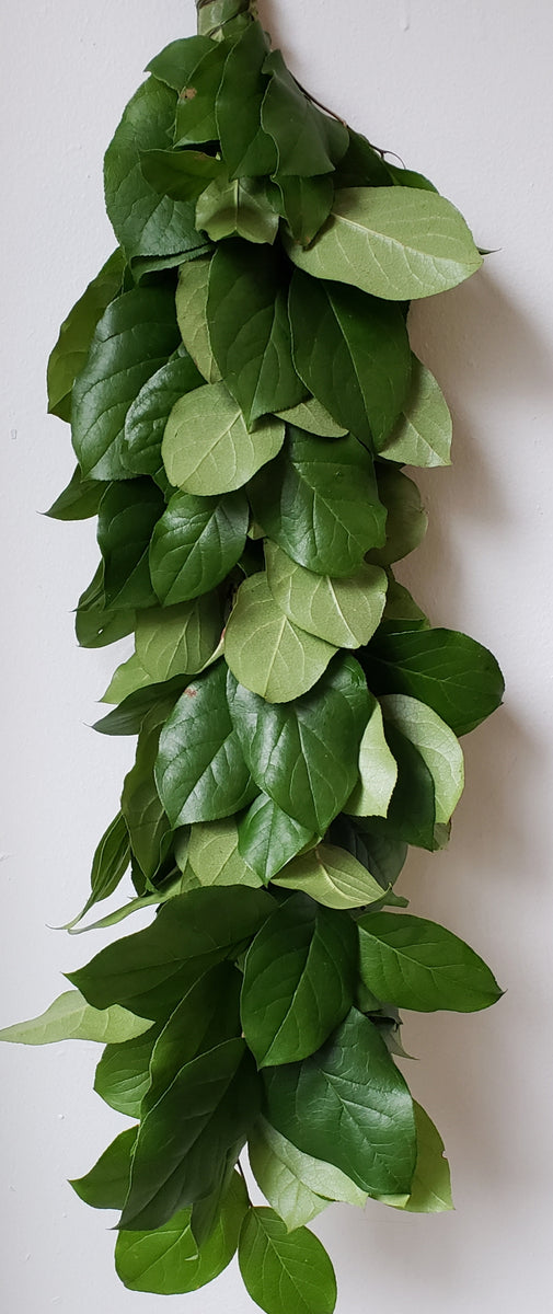 Green Jade Foliage - Potomac Floral Wholesale
