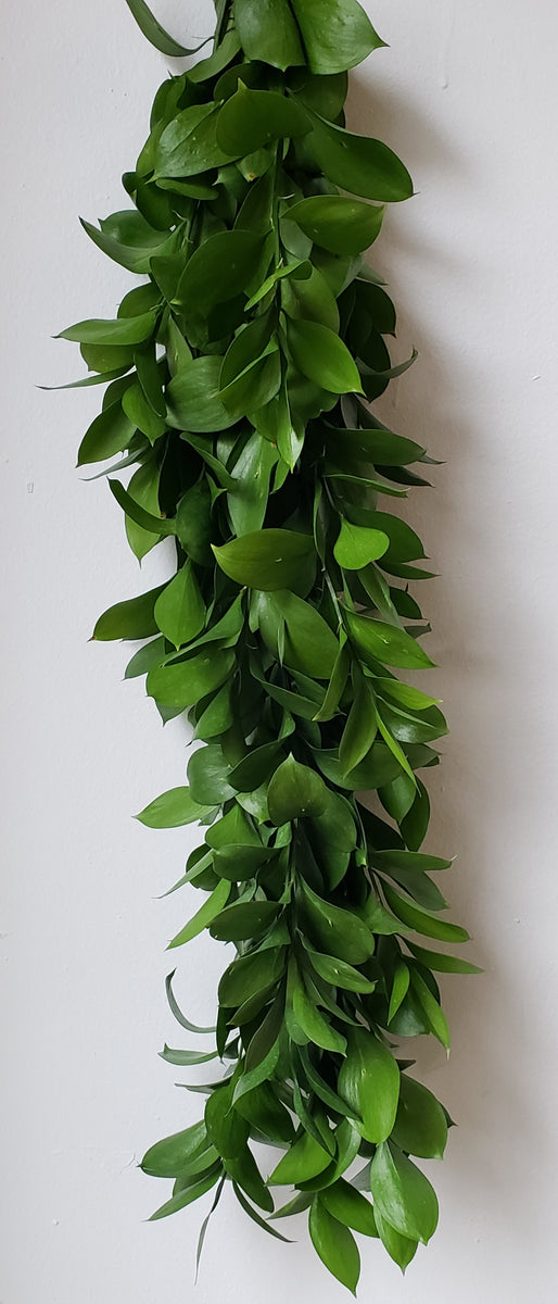 Fresh Israeli Ruscus & Olive Leaf Garland - Terrain