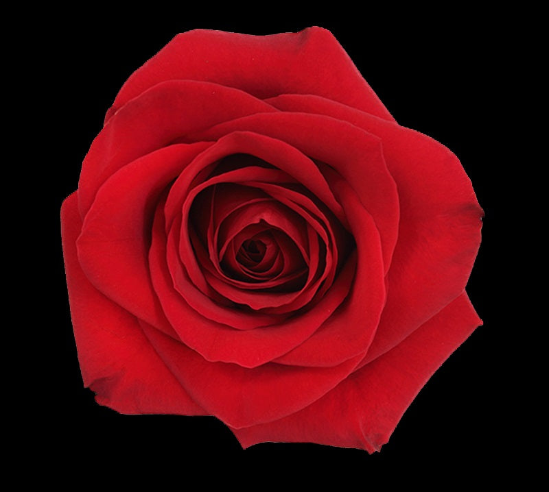 Roses Red – Import Flowers Nashville