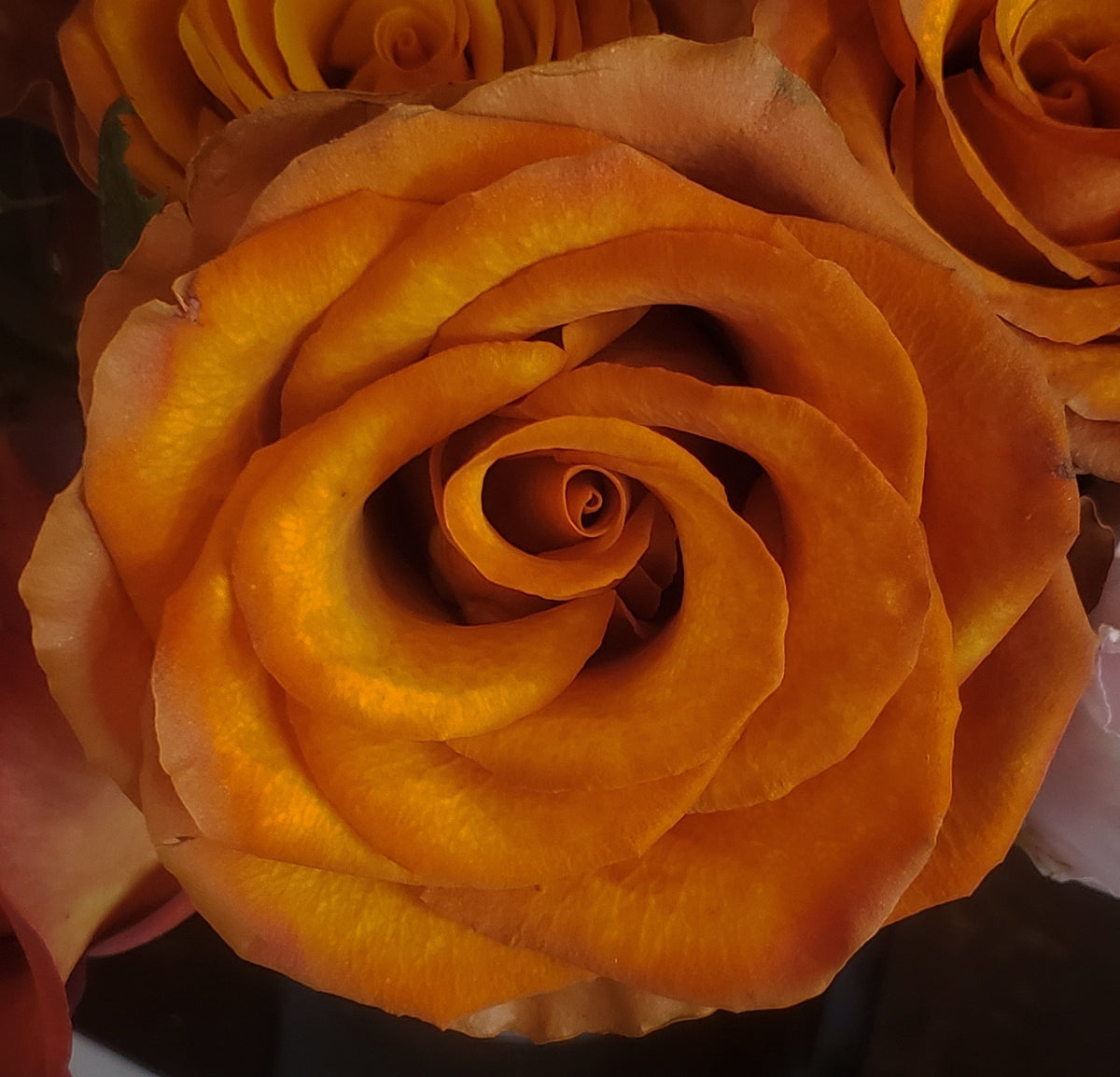 Mochia Roses Roses Mocha/Bronze – Import Flowers Nashville