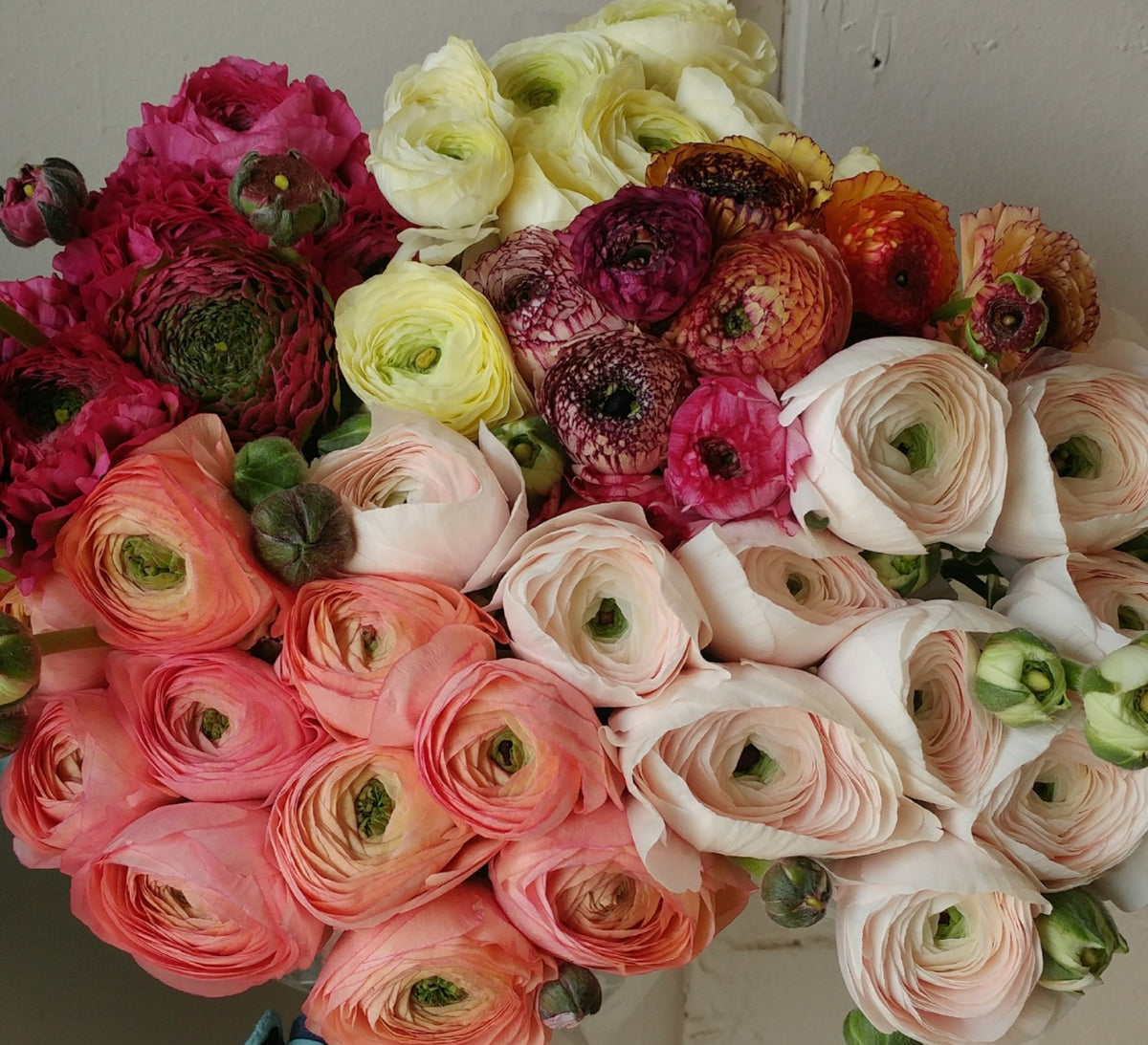 Ranunculus – Import Flowers Nashville