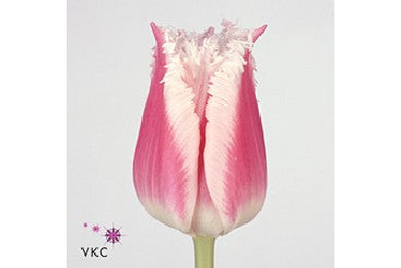 Tulip Novelty