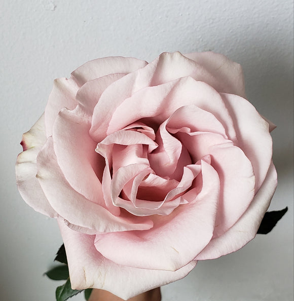 Roses Blush