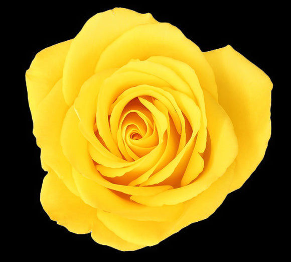 Roses Yellow