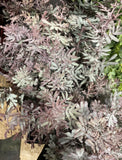 Acacia Purple