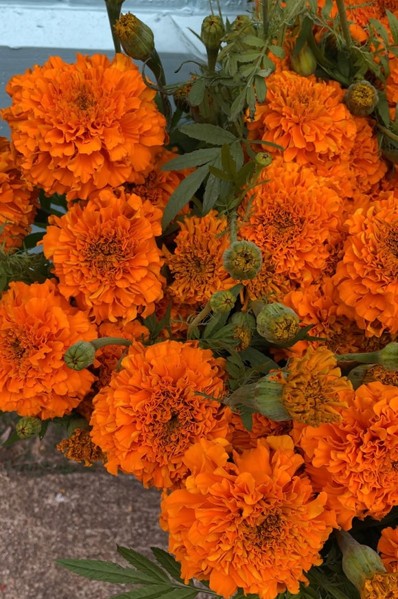 Marigold Orange