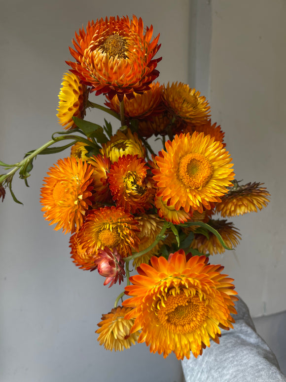 Strawflower orange