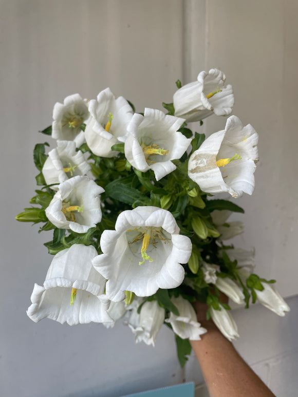 Campanula white