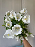 Campanula white