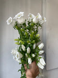 Campanula white