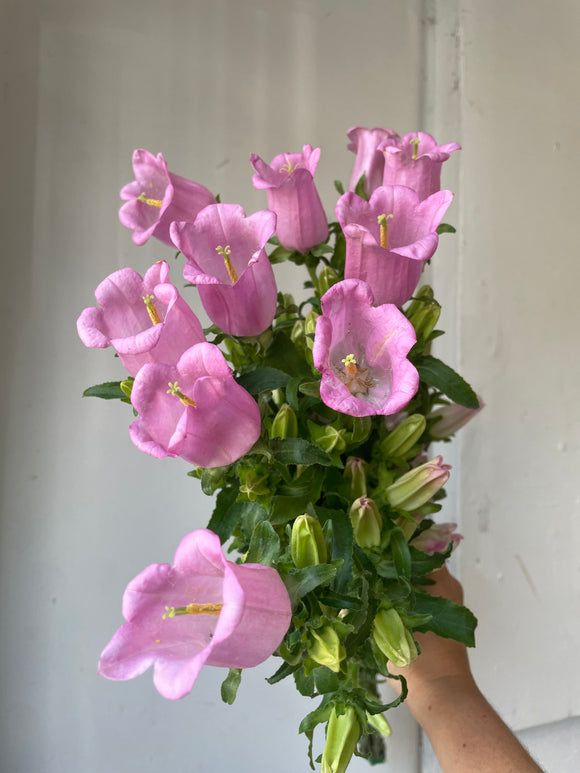Campanula Pink