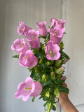Campanula Pink