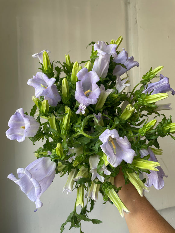 Campanula Lavender