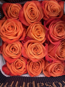 Valentines Rose Orange Crush