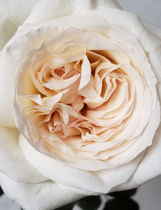 Valentine Rose Garden White O'Hara