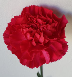 Carnation Hot Pink