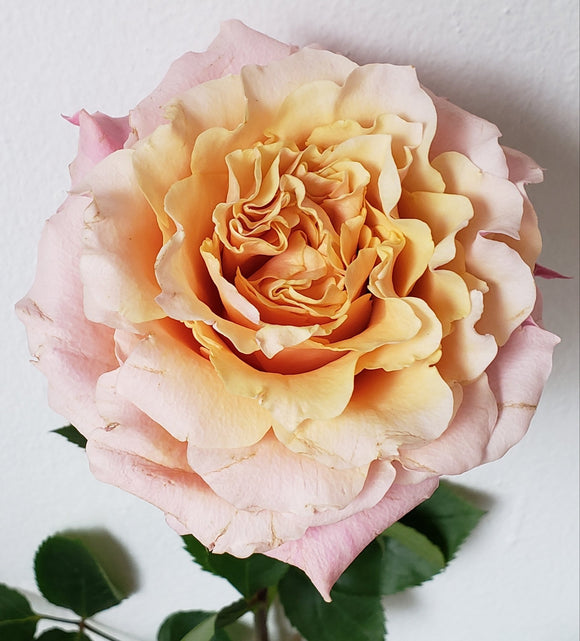 Valentine Rose Garden Mayra Peach