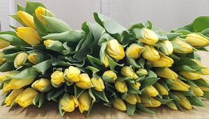 Tulip Yellow