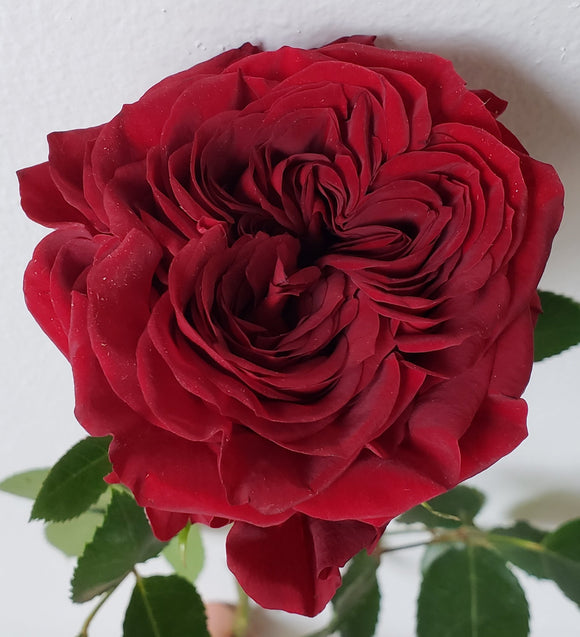 Valentine Rose Garden Mayra Red