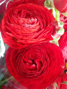 Ranunculus Red