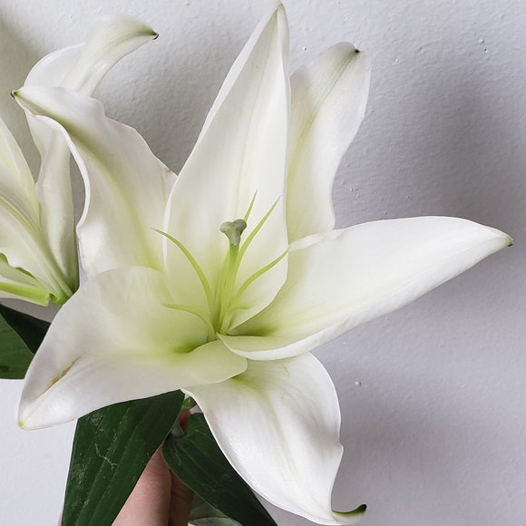 Lily Oriental White