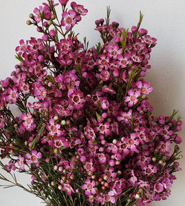 Waxflower Purple