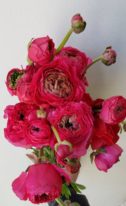 Ranunculus Hot Pink