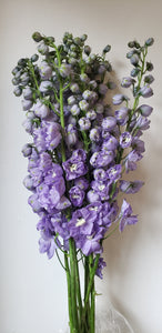 Delphinium Lavender