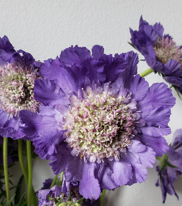 Scabiosa Fama Purple