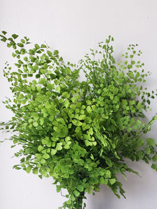 Maidenhair Fern