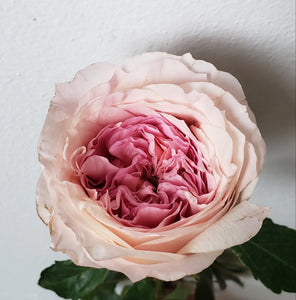Rose Garden Mayra Bridal Pink