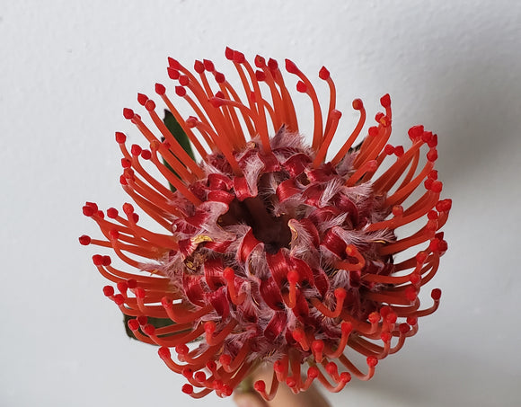 Protea Pincushion Red