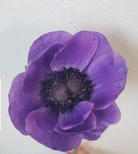 Anemone Blue