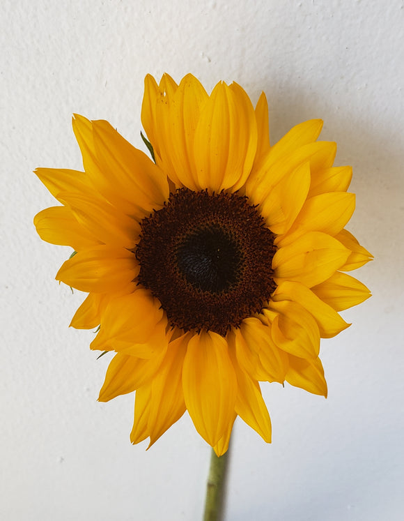 Sunflowers Mini