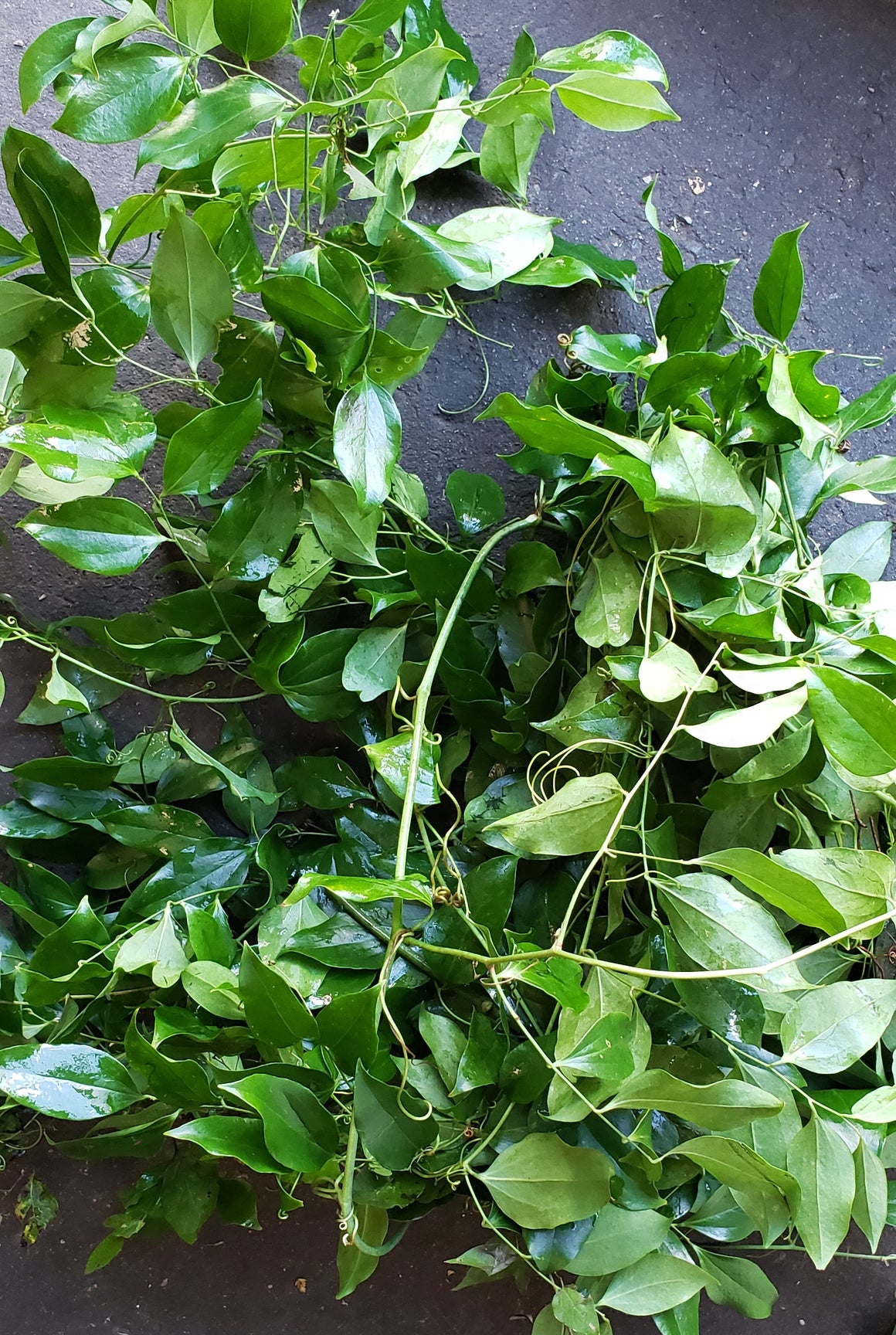 Jackson Vine/Southern Smilax Import Flowers Nashville