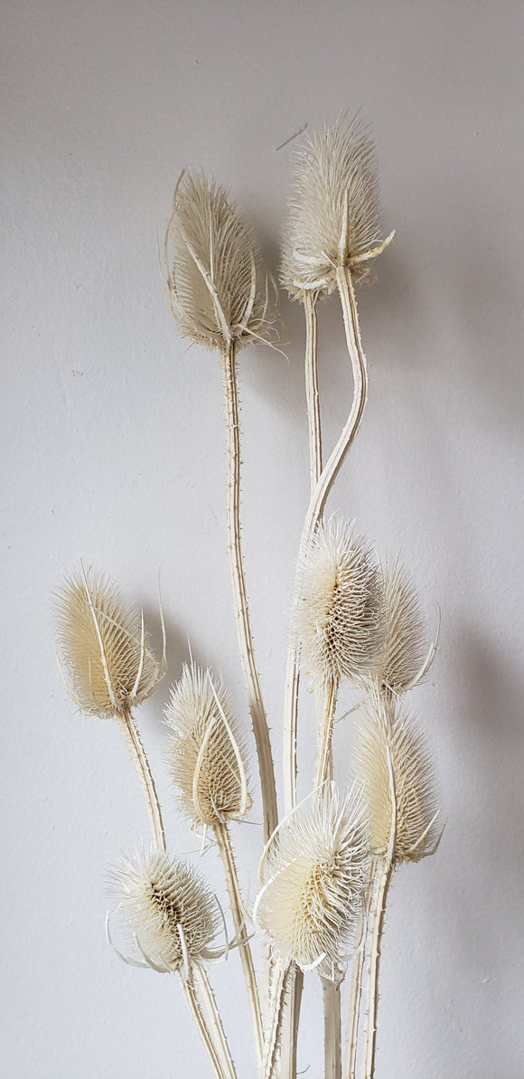Bleached Thistle