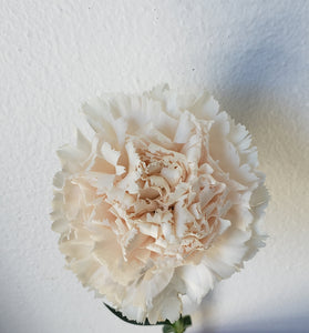 Carnation Blush