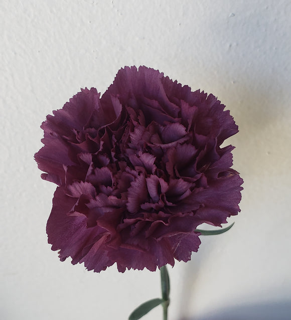 Carnation Antique Purple