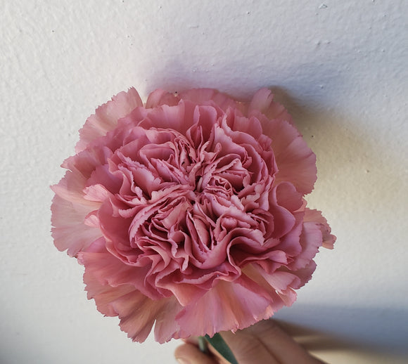 Carnation Antique Pink