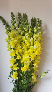 Snapdragon Yellow