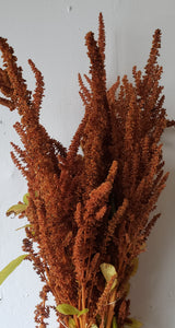 Amaranthus Cinnamon