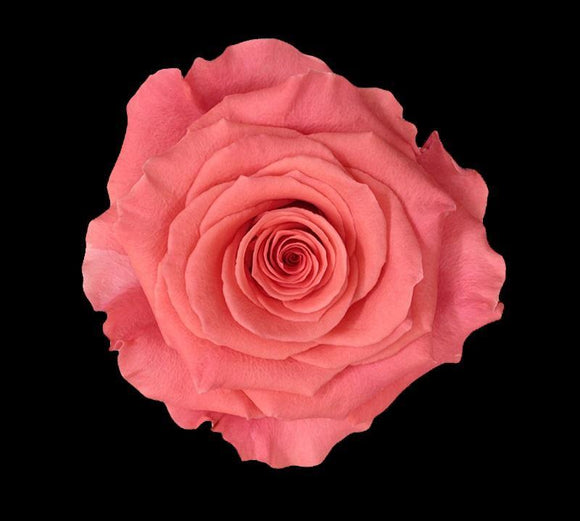 Valentine Rose Amsterdam