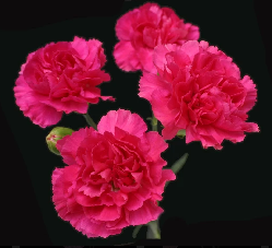 Mini Carnation Hot Pink