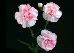 Mini Carnation Light Pink