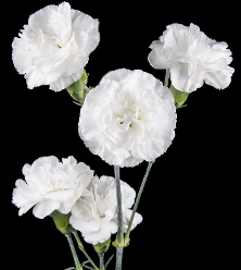 Mini Carnation White