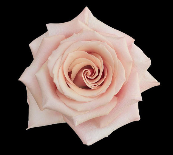 Rose Mother of Pearl
