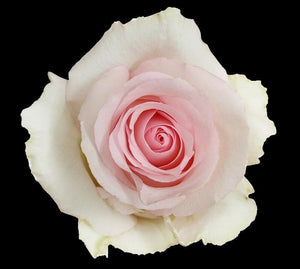 Valentines Rose Nena