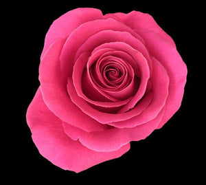 Valentines Rose Pink Floyd